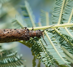 Archichauliodes guttiferus