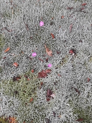 Dianthus gratianopolitanus