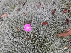 Dianthus gratianopolitanus
