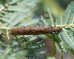 Archichauliodes guttiferus