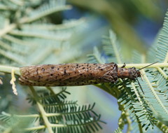 Archichauliodes guttiferus