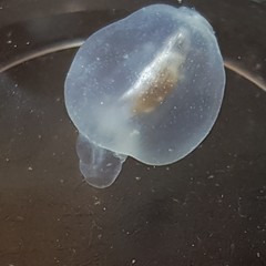 Cliopsis krohnii