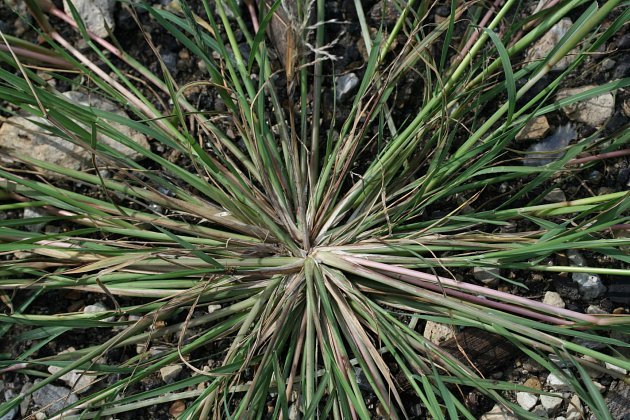 Leptochloa