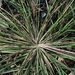 Leptochloa - Photo (c) John Hilty, some rights reserved (CC BY-NC)