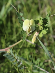Vicia hybrida