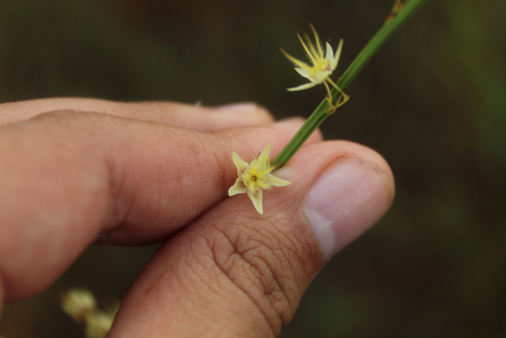 Ayenia genistella