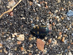 Hypoprasis elegans