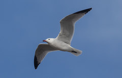 Ichthyaetus audouinii