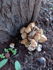 Coprinellus micaceus