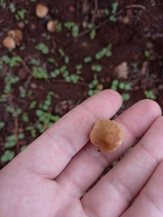 Coprinellus micaceus