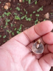 Coprinellus micaceus
