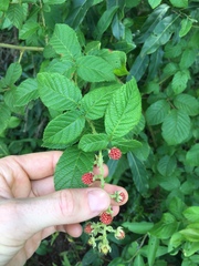 Rubus sellowii
