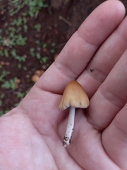 Coprinellus micaceus