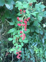 Rubus sellowii