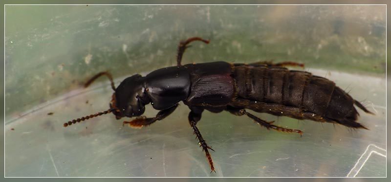 Hadrotes wakefieldi