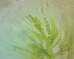 Draparnaldia glomerata