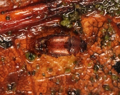 Anthobium atrocephalum