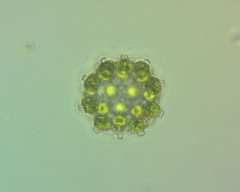 Coelastrum