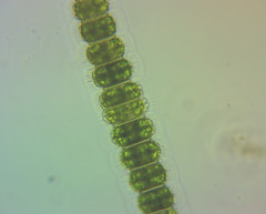 Desmidium grevillei