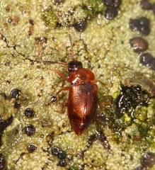 Anthobium atrocephalum