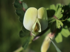 Vicia hybrida