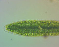Netrium digitus