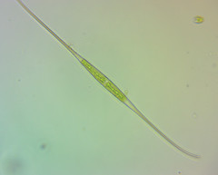 Closterium setaceum