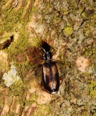 Calodromius spilotus