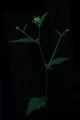 Geum virginianum