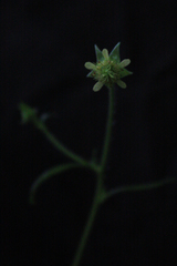 Geum virginianum