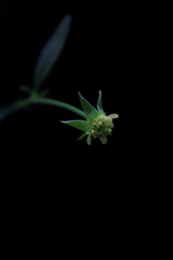 Geum virginianum