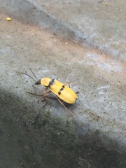 Chauliognathus missionum