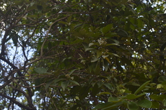Miconia ferruginata