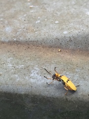 Chauliognathus missionum