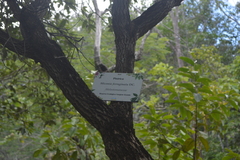 Miconia ferruginata