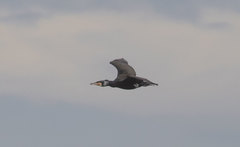 Phalacrocorax carbo