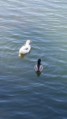 Anas platyrhynchos domesticus