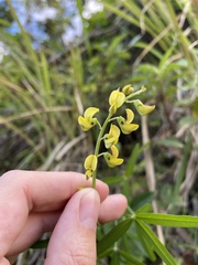 Crotalaria brevidens