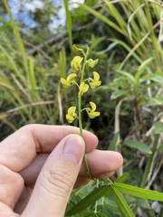 Crotalaria brevidens