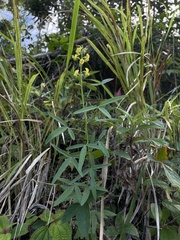 Crotalaria brevidens