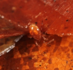 Pergamasus