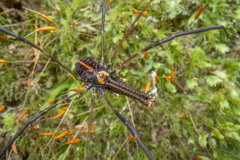 Forsteropsalis pureora