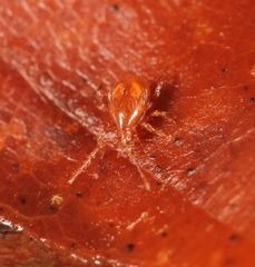Pergamasus