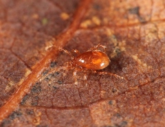 Pergamasus