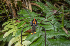 Forsteropsalis pureora