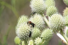 Augochloropsis tupacamaru