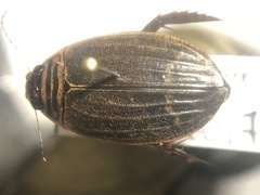 Acilius semisulcatus