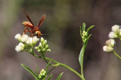 Montezumia ferruginea
