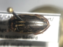 Coptotomus longulus lenticus