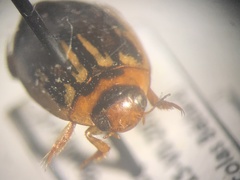 Coptotomus longulus lenticus